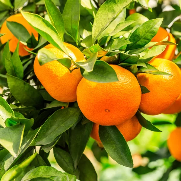 Nagpur’s Famous Orange - Image 4